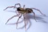 Pardosa nigriceps